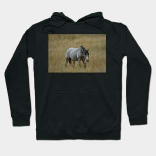 Wild Grey Horse Hoodie